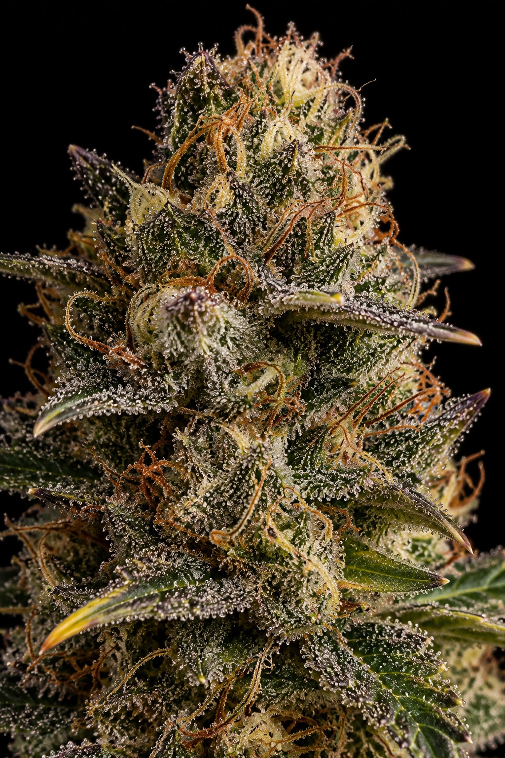 Frost Banger