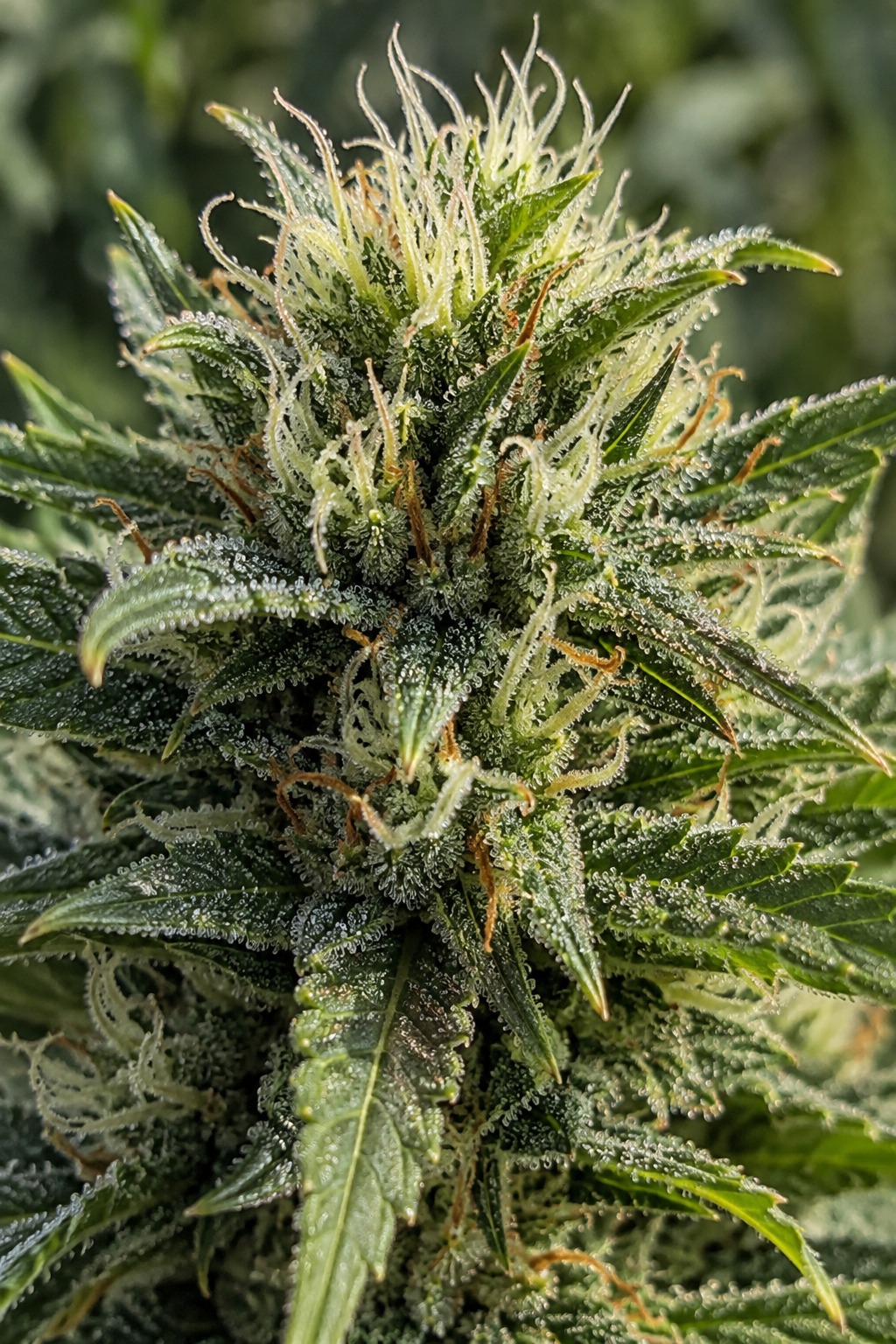 Blueberry Caviar